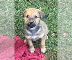 Labrador Retriever-Unknown Mix Dogs for adoption in Pottstown, PA, USA