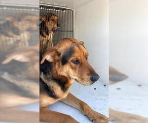 German Shepherd Dog Dogs for adoption in Houston, TX, USA