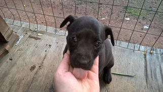 Medium Photo #1 Mutt Puppy For Sale in Columbia, TN, USA