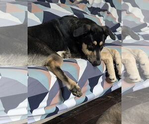 German Shepherd Dog-Unknown Mix Dogs for adoption in Euless, TX, USA