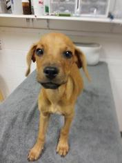 Doxle Dogs for adoption in Gulfport, MS, USA