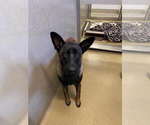 Mutt Dogs for adoption in Rancho Cucamonga, CA, USA