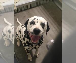 Dalmatian Dogs for adoption in Pierceton , IN, USA