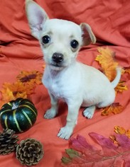 Chihuahua Dogs for adoption in Chicago, IL, USA