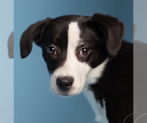 Border Collie Dogs for adoption in Thomasville, NC, USA