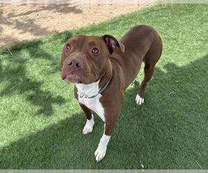 American Pit Bull Terrier Dogs for adoption in HESPERIA, CA, USA
