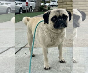 Pug Dogs for adoption in Newport Beach, CA, USA