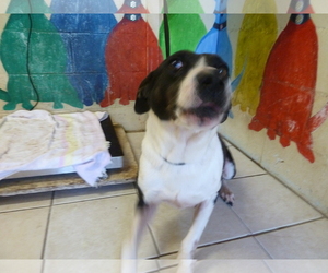 Collie-Unknown Mix Dogs for adoption in Kailua Kona , HI, USA
