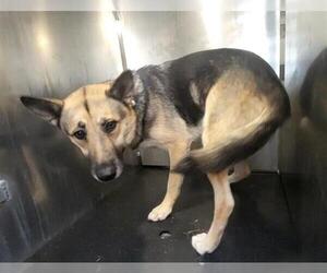 German Shepherd Dog Dogs for adoption in San Antonio, TX, USA