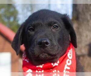 Borador Dogs for adoption in Cookeville, TN, USA