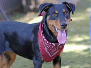 Shepweiller Dogs for adoption in Tallahassee, FL, USA