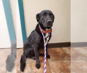 Labrottie Dogs for adoption in Amarillo, TX, USA