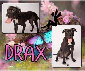 Rhodesian Ridgeback-Unknown Mix Dogs for adoption in Pearland, TX, USA