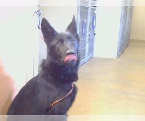 German Shepherd Dog Dogs for adoption in Sacramento, CA, USA