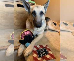 German Shepherd Dog Dogs for adoption in Millburn, NJ, USA