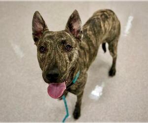 Holland Shepherd-Unknown Mix Dogs for adoption in Santa Rosa, CA, USA