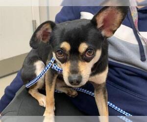 Chihuahua Dogs for adoption in McKinleyville, CA, USA