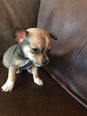 Chiweenie Dogs for adoption in Surprise , AZ, USA