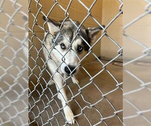 Siberian Husky Dogs for adoption in Waco, TX, USA