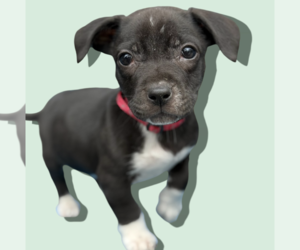 Chihuahua-Unknown Mix Dogs for adoption in Rockville, MD, USA