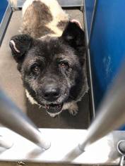 Akita Dogs for adoption in Greenville, TX, USA
