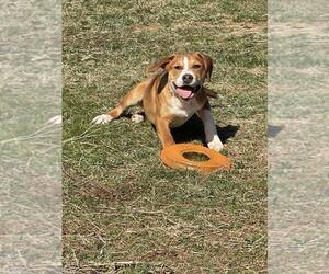 Mutt Dogs for adoption in Unionville, PA, USA
