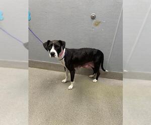 American Pit Bull Terrier-Unknown Mix Dogs for adoption in Las Vegas, NV, USA