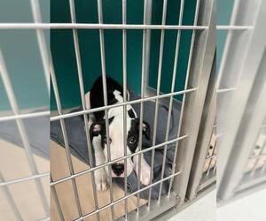 American Pit Bull Terrier-Unknown Mix Dogs for adoption in Oklahoma City, OK, USA