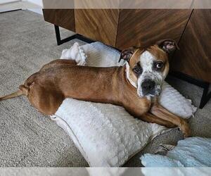 Boxer-Unknown Mix Dogs for adoption in Orlando, FL, USA