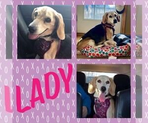Beagle Dogs for adoption in Lockport, IL, USA