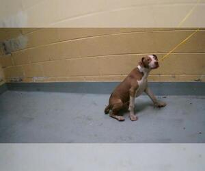 American Pit Bull Terrier-Unknown Mix Dogs for adoption in Tulsa, OK, USA