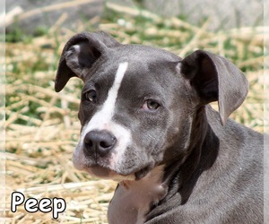 Medium Photo #1 Whippet Puppy For Sale in Mason, MI, USA