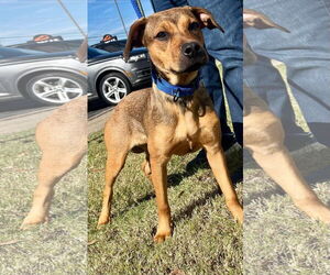 Labrador Retriever-Unknown Mix Dogs for adoption in Munford, TN, USA