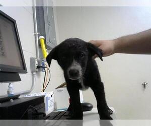 Border Collie-Unknown Mix Dogs for adoption in Pasadena, TX, USA