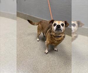 Puggle Dogs for adoption in Las Vegas, NV, USA