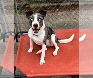 Catahoula Leopard Dog-Unknown Mix Dogs for adoption in Rockaway, NJ, USA