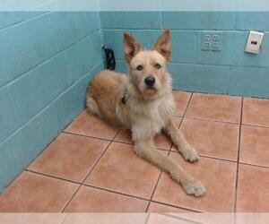 Mutt Dogs for adoption in Downey, CA, USA