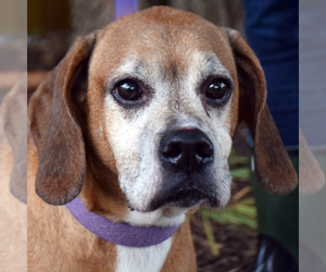 Medium Photo #1 Basset Hound-Bloodhound Mix Puppy For Sale in Huntley, IL, USA