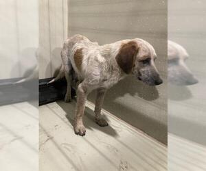 Australian Cattle Dog Dogs for adoption in Bakersfield, CA, USA