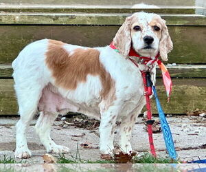 Cocker Spaniel Dogs for adoption in Brights Grove, Ontario, Canada