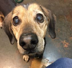 Medium Photo #1 Basschshund Puppy For Sale in Houston, TX, USA