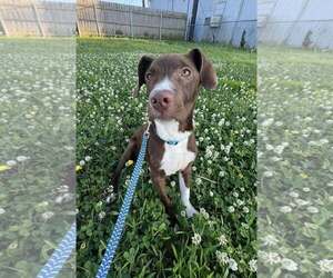 Labrador Retriever Dogs for adoption in Oakhurst, NJ, USA