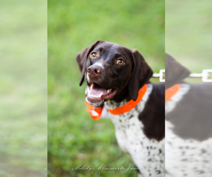 German Shorthaired Pointer Dogs for adoption in north little rock, AR, USA
