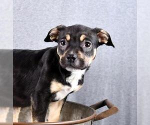 American Bulldog-Labrador Retriever Mix Dogs for adoption in Sheridan, CO, USA