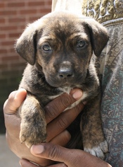 Boxador Dogs for adoption in Sugar Land, TX, USA
