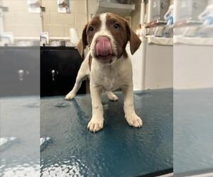 Labrador Retriever-Unknown Mix Dogs for adoption in Mobile, AL, USA