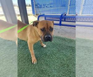 Bullmastiff Dogs for adoption in HESPERIA, CA, USA