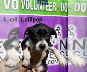 Boxer-Unknown Mix Dogs for adoption in Mooresville, NC, USA