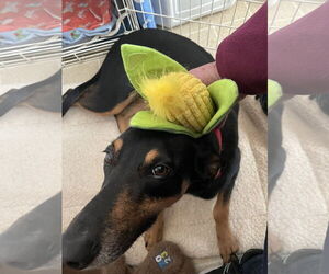Doberman Pinscher-Unknown Mix Dogs for adoption in Buffalo, MN, USA