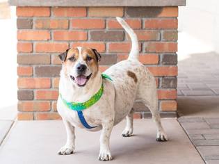 Basset Hound Dogs for adoption in San Tan Valley, AZ, USA